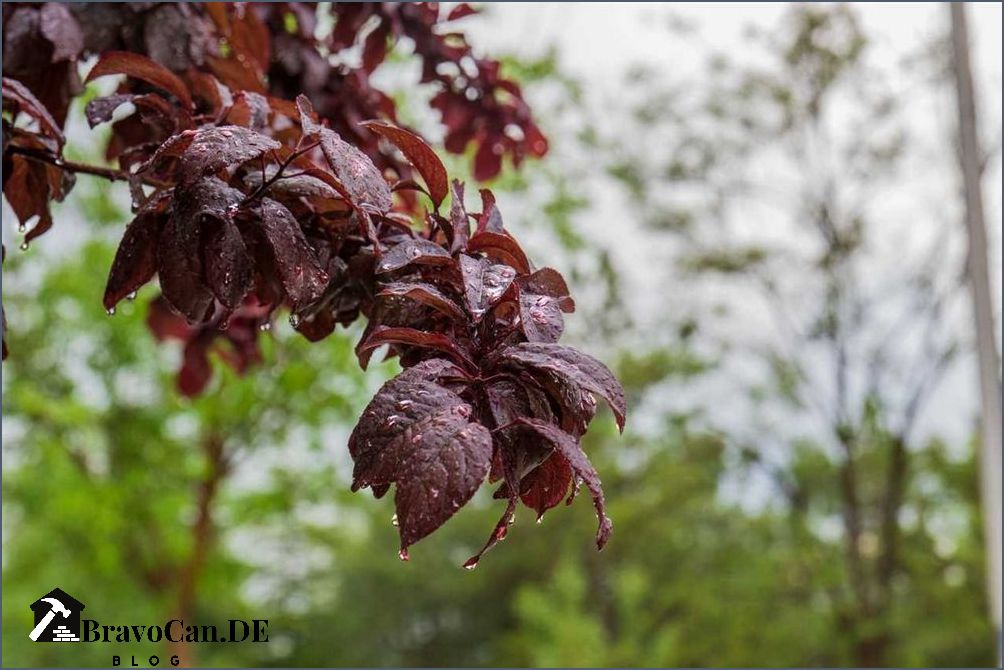 Baum mit roten Blättern Eine farbenfrohe Pracht für den Garten