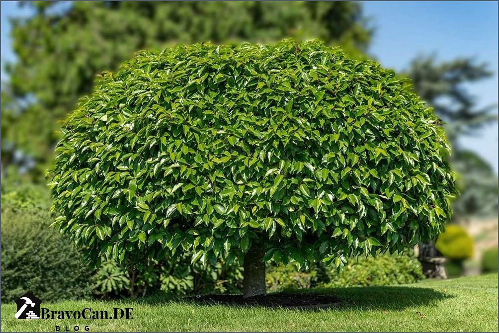 Baum mit roten Blüten Arten Pflege und Tipps für den Garten Baum mit roten Blüten Arten Pflege und Tipps für den Garten