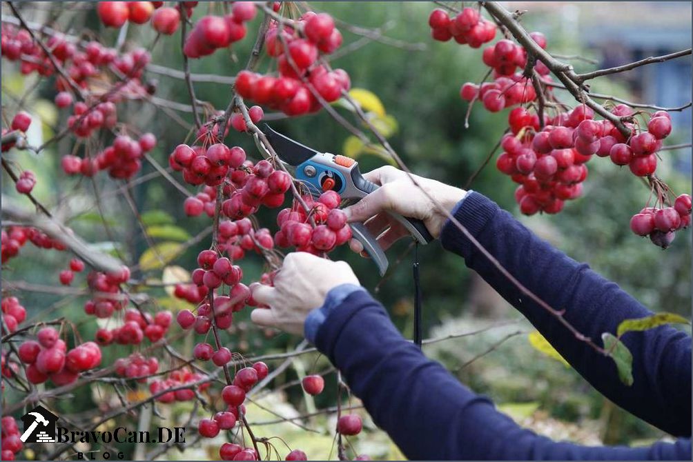 Baum mit roten Früchten - Alles was Sie wissen müssen Baum mit roten Früchten - Alles was Sie wissen müssen