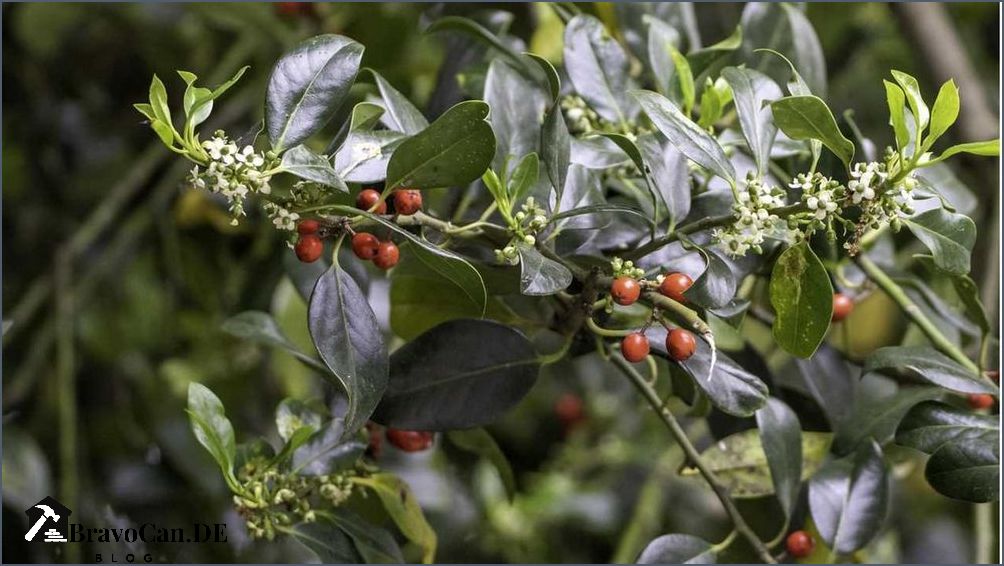 Baum mit roten Früchten - Alles was Sie wissen müssen Baum mit roten Früchten - Alles was Sie wissen müssen
