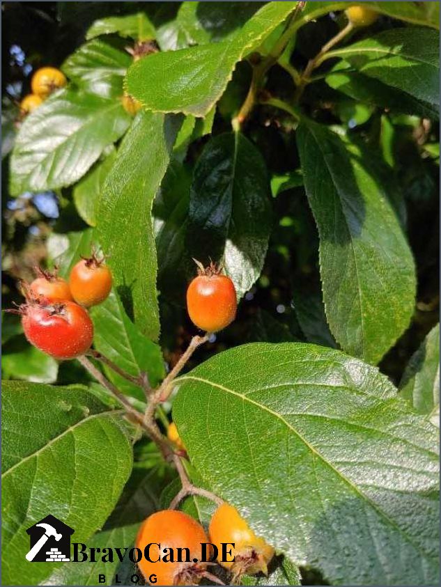 Baum mit roten Früchten - Alles was Sie wissen müssen Baum mit roten Früchten - Alles was Sie wissen müssen
