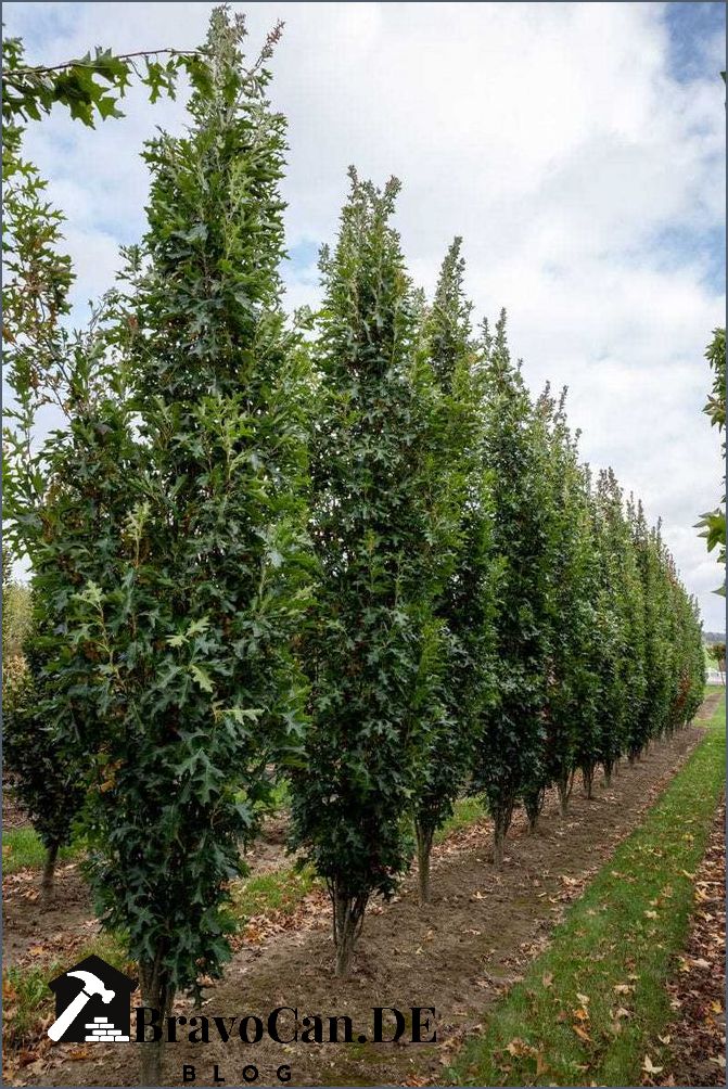 Baum mit weißen Blättern Eine einzigartige Schönheit der Natur