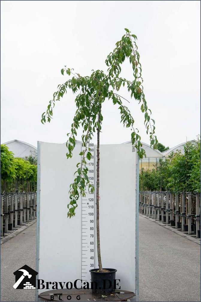 Bäume mit hängenden Ästen Eine Übersicht über die schönsten Arten Bäume mit hängenden Ästen Eine Übersicht über die schönsten Arten