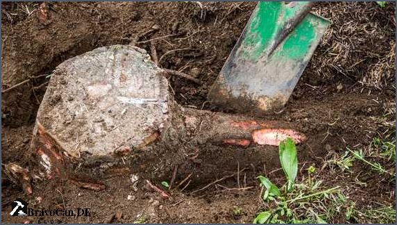 Baumstumpf entfernen mit einem Bohrer Tipps und Anleitungen Baumstumpf entfernen mit einem Bohrer Tipps und Anleitungen