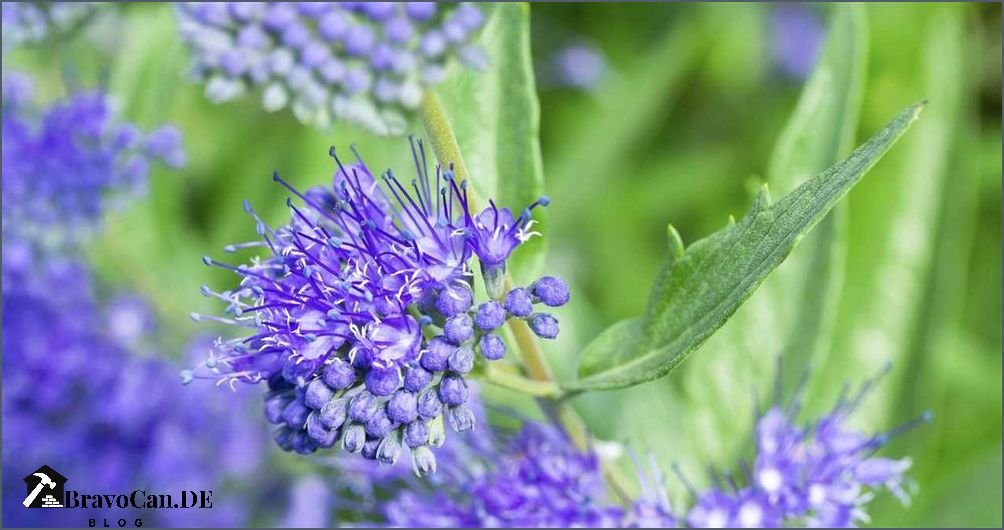 Blau blühende Pflanzen Eine bunte Auswahl für den Garten