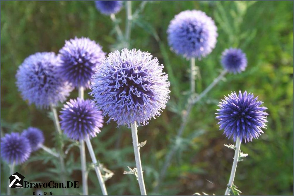Blau blühende Pflanzen Eine bunte Auswahl für den Garten