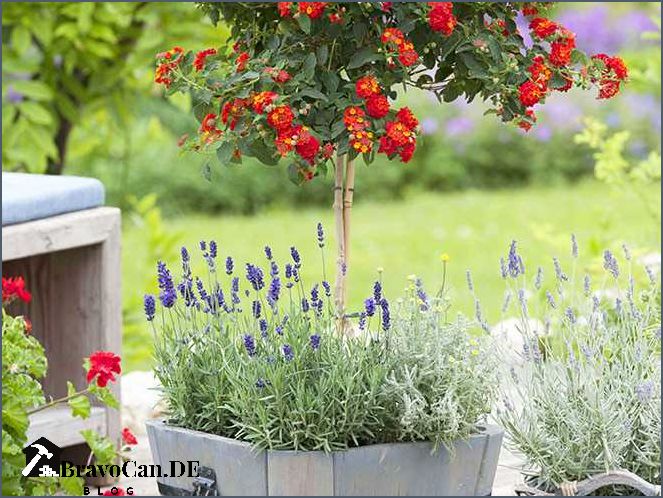 Blaue Blumen im Garten Tipps und Ideen für eine farbenfrohe Gestaltung