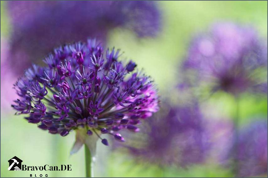 Blaue lila Blumen Eine schöne Auswahl von blauen und lila Blumen für Ihren Garten