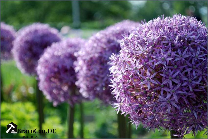 Blaue lila Blumen Eine schöne Auswahl von blauen und lila Blumen für Ihren Garten