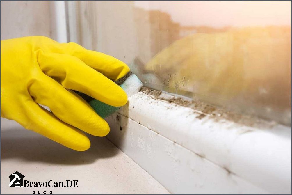 Blauer Schimmel Wand Ursachen Behandlung und Vorbeugung Blauer Schimmel Wand Ursachen Behandlung und Vorbeugung