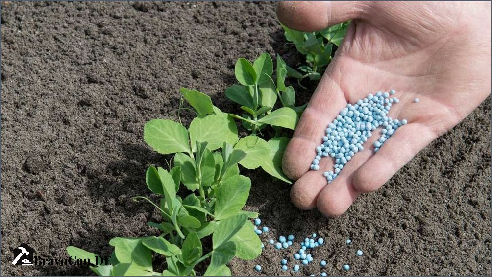 Blaukorn für Rasen Tipps und Anwendungshinweise