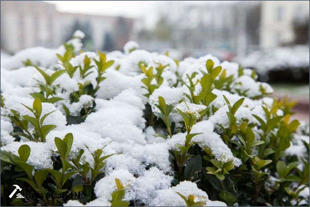 Blühende winterharte Pflanzen - Die besten Sorten für den Winter