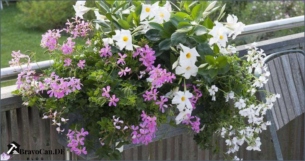 Blumen für Kästen in der Sonne Tipps und Empfehlungen