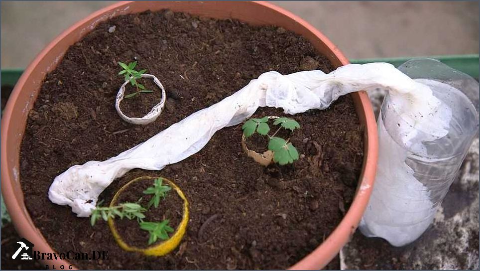 Blumen gießen im Urlaub Tipps für die richtige Bewässerung Blumen gießen im Urlaub Tipps für die richtige Bewässerung