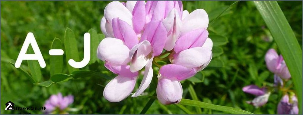Blumen im Juni Eine bunte Vielfalt für den Sommer Blumen im Juni Eine bunte Vielfalt für den Sommer