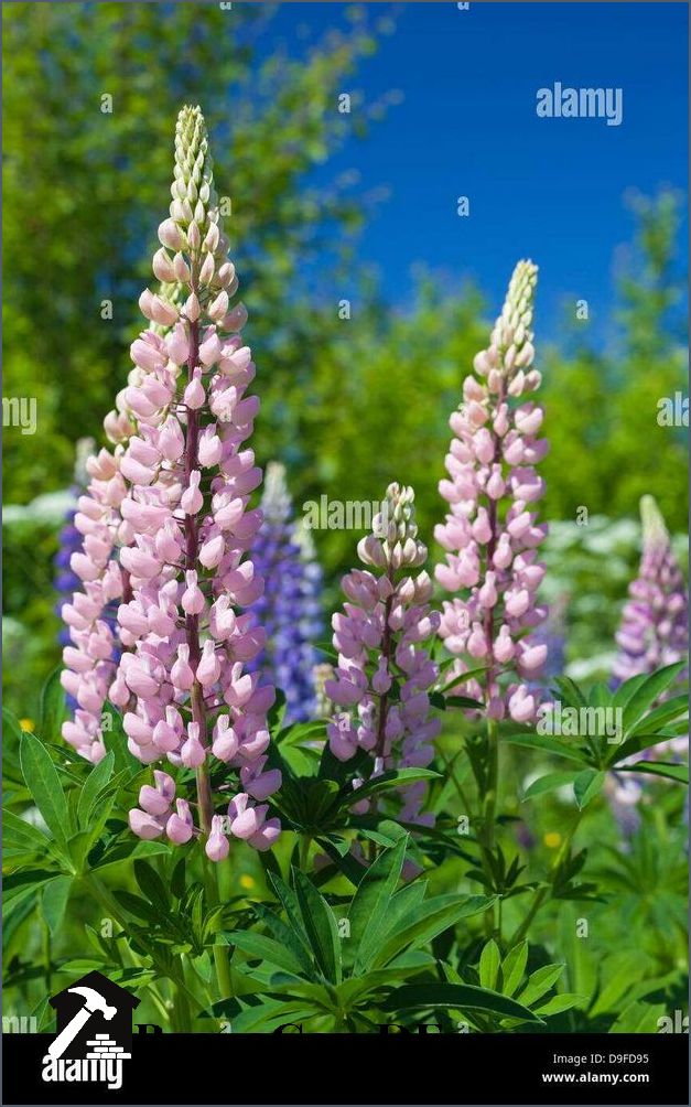 Blumen im Juni Eine bunte Vielfalt für den Sommer Blumen im Juni Eine bunte Vielfalt für den Sommer