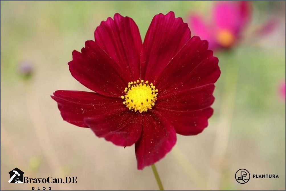 Blumen im Juni Eine bunte Vielfalt für den Sommer Blumen im Juni Eine bunte Vielfalt für den Sommer