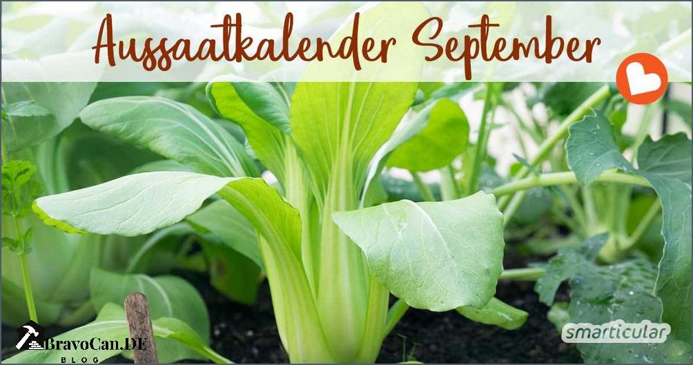 Blumen im September Tipps zur Gartenpflege und Pflanzenauswahl
