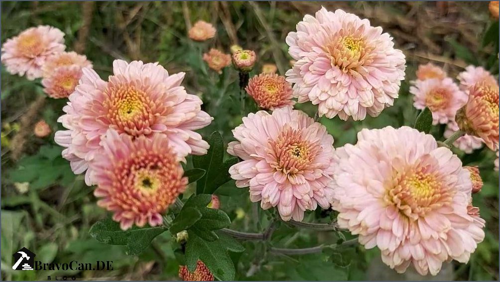 Blumen im September Tipps zur Gartenpflege und Pflanzenauswahl