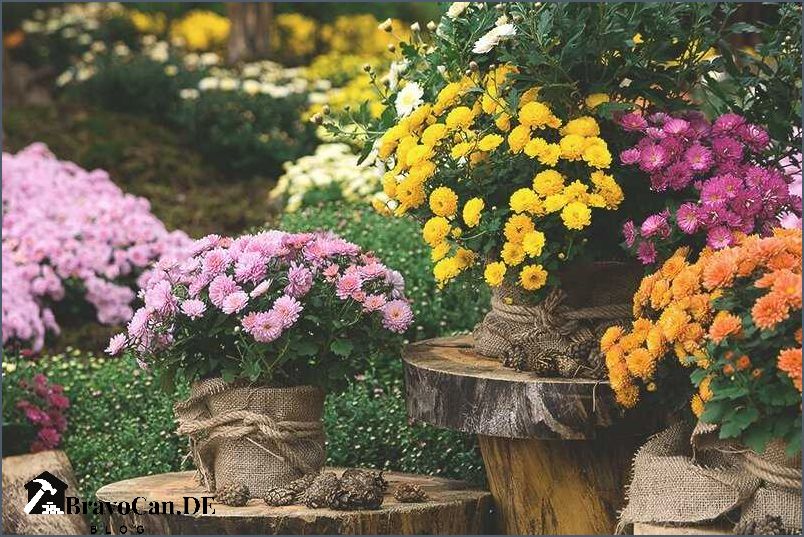 Blumen im September Tipps zur Gartenpflege und Pflanzenauswahl