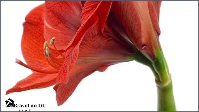 Blumen mit großer Blüte Die schönsten Pflanzen für Ihren Garten Blumen mit großer Blüte Die schönsten Pflanzen für Ihren Garten