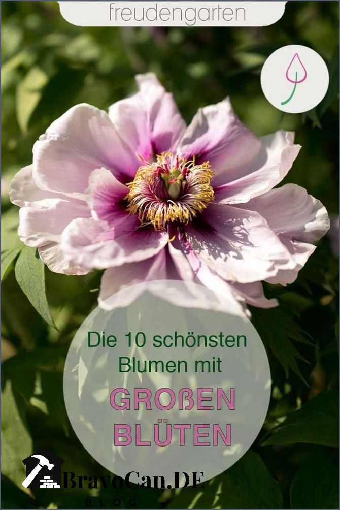 Blumen mit großer Blüte Die schönsten Pflanzen für Ihren Garten Blumen mit großer Blüte Die schönsten Pflanzen für Ihren Garten