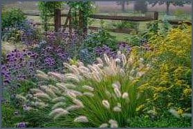 Bodendecker gelbe Blüten Die schönsten Pflanzen für leuchtende Farbakzente im Garten