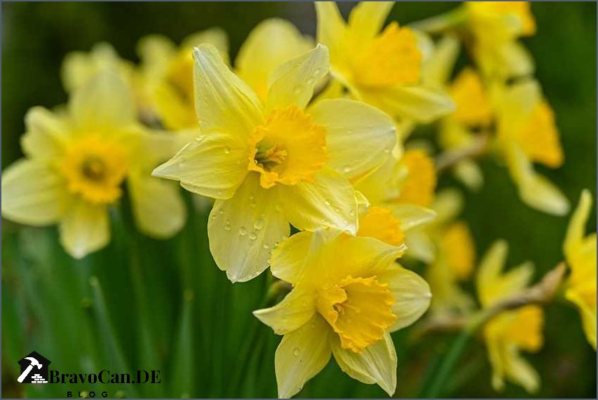 Bodendecker gelbe Blüten Die schönsten Pflanzen für leuchtende Farbakzente im Garten