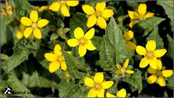 Bodendecker gelbe Blüten Die schönsten Pflanzen für leuchtende Farbakzente im Garten