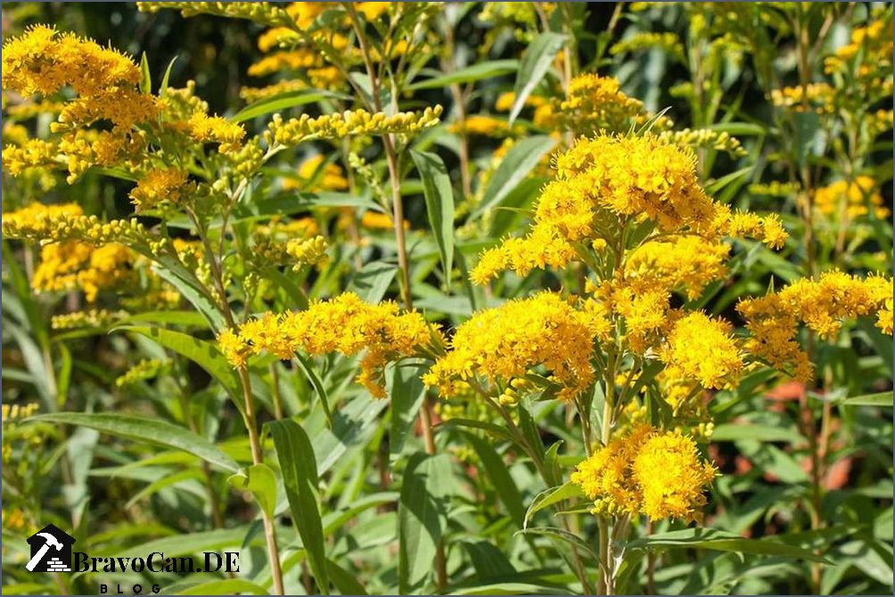 Bodendecker gelbe Blüten Die schönsten Pflanzen für leuchtende Farbakzente im Garten