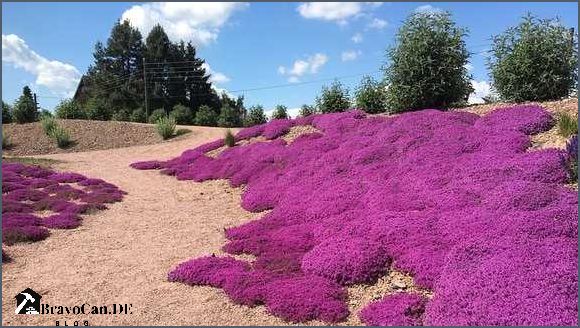 Bodendecker statt Rasen Eine umweltfreundliche Alternative für Ihren Garten
