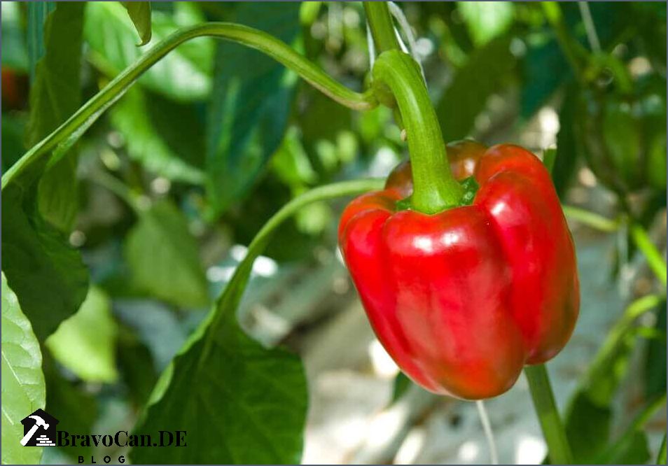 Braucht Paprika eine Rankhilfe - Tipps und Empfehlungen