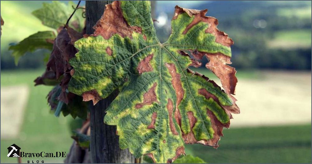Braune Flecken an Weinreben Ursachen und Behandlung von Krankheiten Braune Flecken an Weinreben Ursachen und Behandlung von Krankheiten
