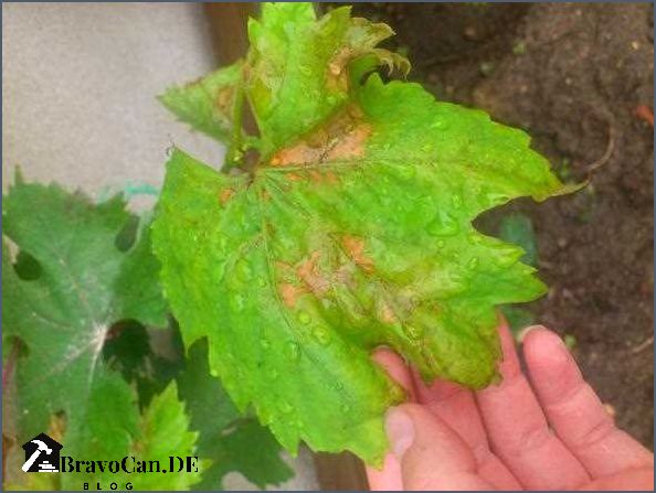 Braune Flecken an Weinreben Ursachen und Behandlung von Krankheiten Braune Flecken an Weinreben Ursachen und Behandlung von Krankheiten