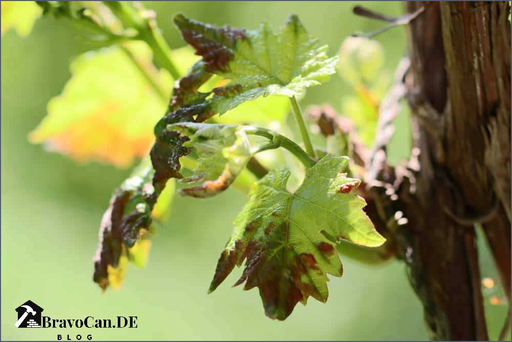 Braune Flecken an Weinreben Ursachen und Behandlung von Krankheiten Braune Flecken an Weinreben Ursachen und Behandlung von Krankheiten