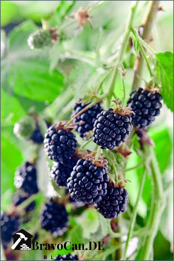 Brombeeren ohne Dornen - Die besten dornenlosen Brombeersorten für den Garten Brombeeren ohne Dornen - Die besten dornenlosen Brombeersorten für den Garten