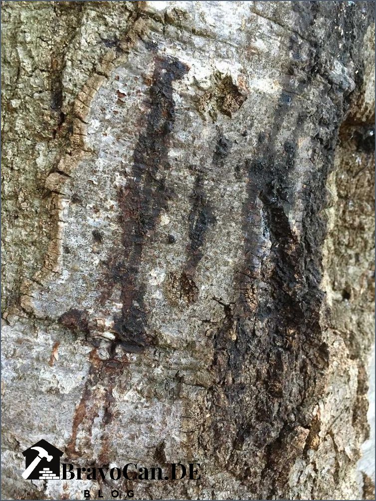 Buche Krankheiten Bilder - Erkennen und Behandeln von Baumkrankheiten