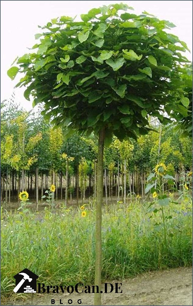 Catalpa bignonioides nana Eine kompakte Option für Ihren Garten