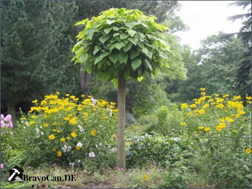 Catalpa bignonioides nana Eine kompakte Option für Ihren Garten