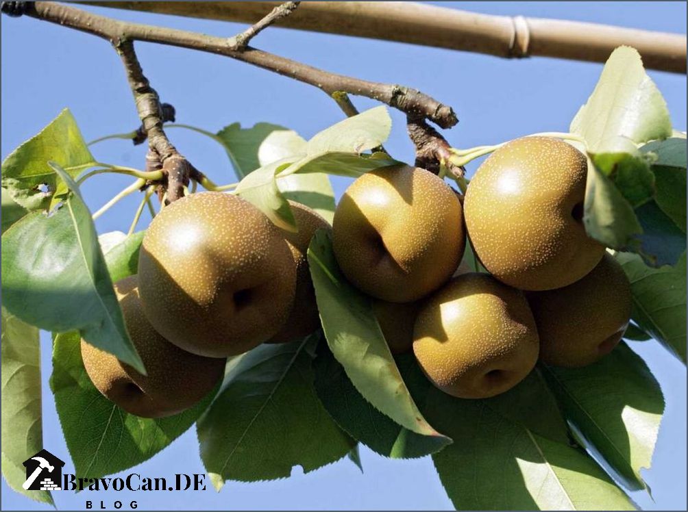 Chinesische Birne Apfelbirne Sorten Anbau und Verwendung Chinesische Birne Apfelbirne Sorten Anbau und Verwendung