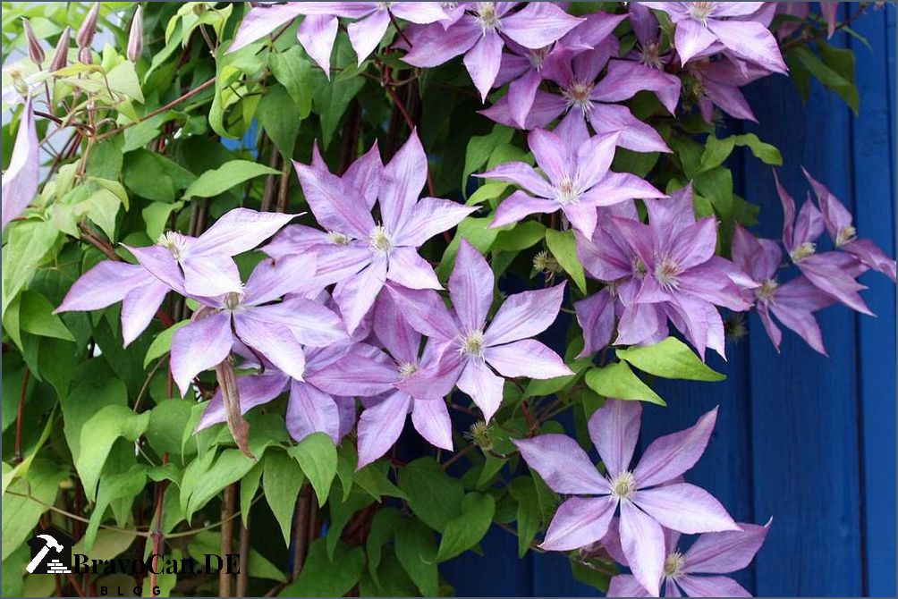 Clematis im Kübel Erfahrungen Tipps und Tricks für die erfolgreiche Kultivierung Clematis im Kübel Erfahrungen Tipps und Tricks für die erfolgreiche Kultivierung