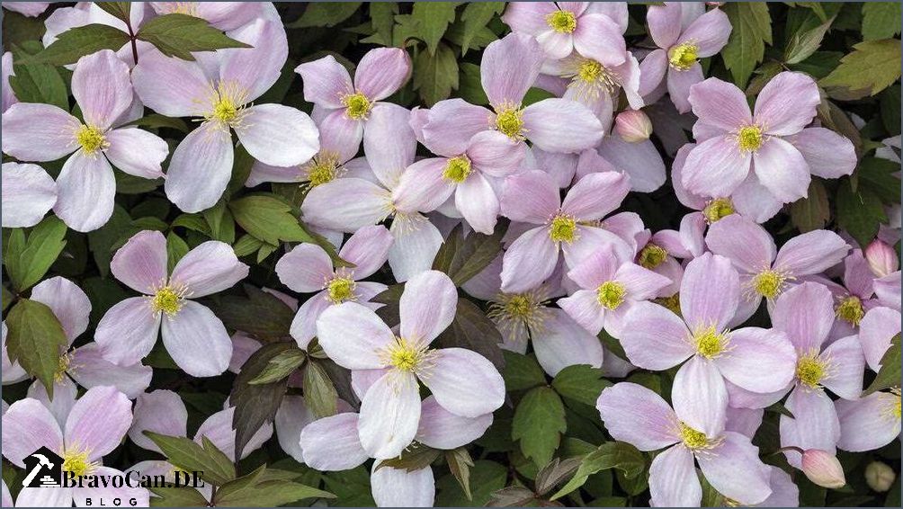 Clematis Montana Sorten Alles was Sie über diese Kletterpflanzen wissen müssen