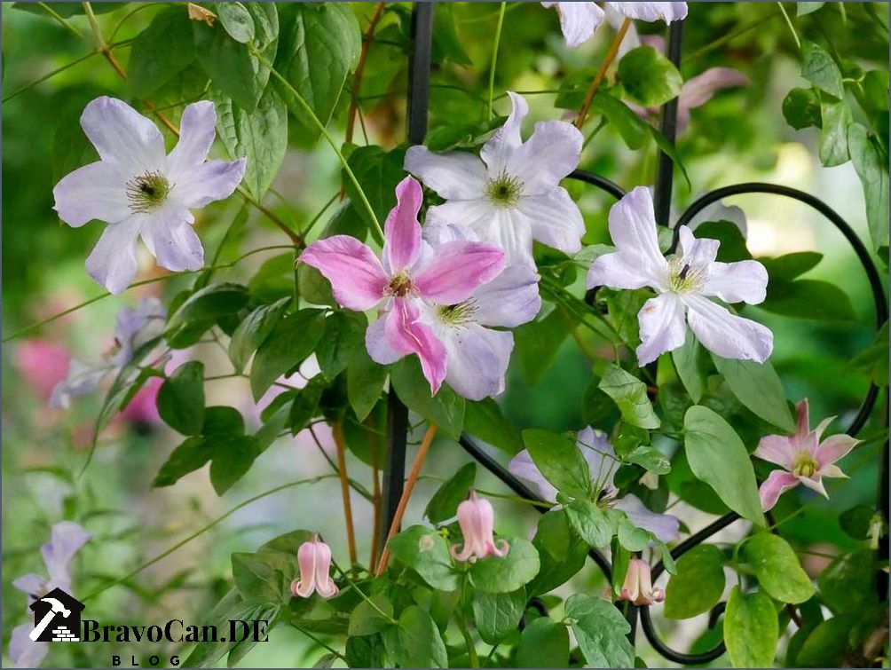 Clematis Montana Sorten Alles was Sie über diese Kletterpflanzen wissen müssen