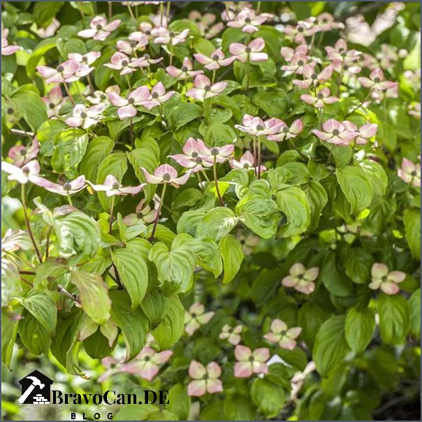 Cornus kousa Herbstfärbung Farbexplosion im Herbst