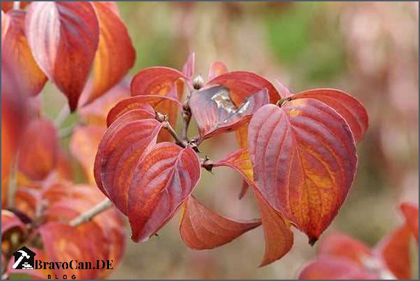 Cornus kousa Herbstfärbung Farbexplosion im Herbst