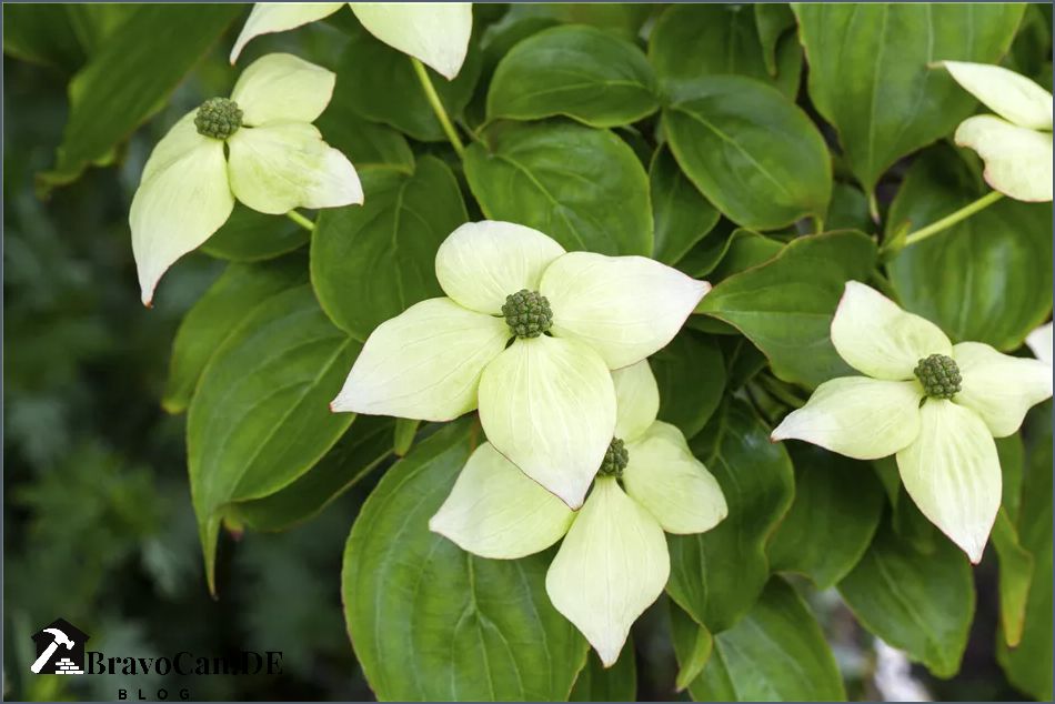 Cornus kousa Herbstfärbung Farbexplosion im Herbst