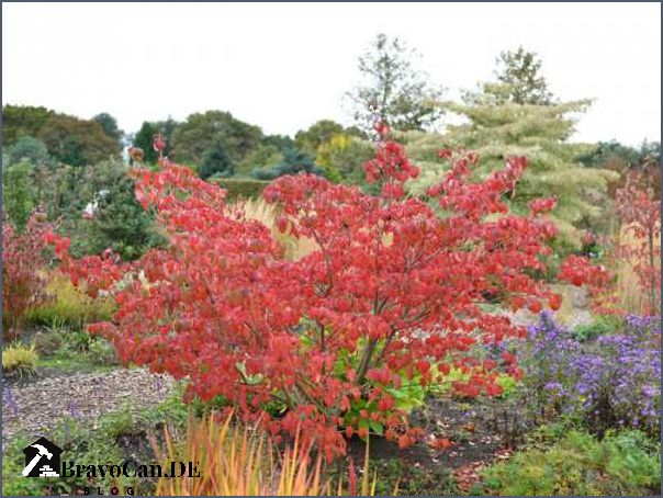 Cornus kousa Herbstfärbung Farbexplosion im Herbst