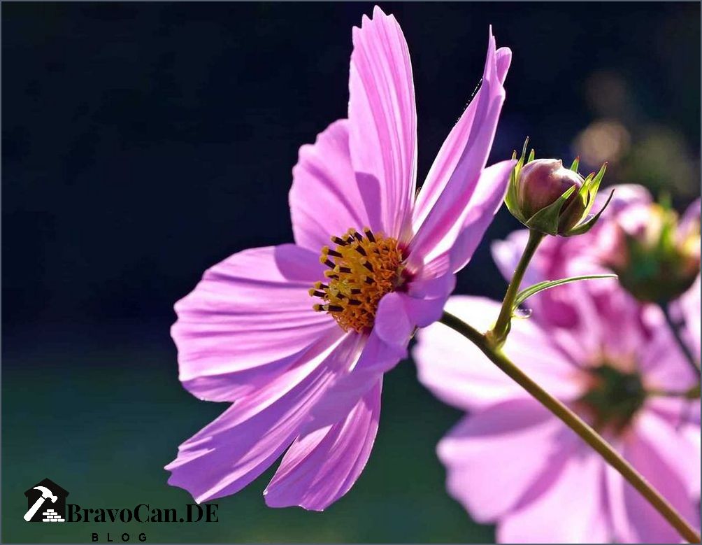 Cosmea blühen nicht - Tipps und Tricks für eine erfolgreiche Blüte Cosmea blühen nicht - Tipps und Tricks für eine erfolgreiche Blüte