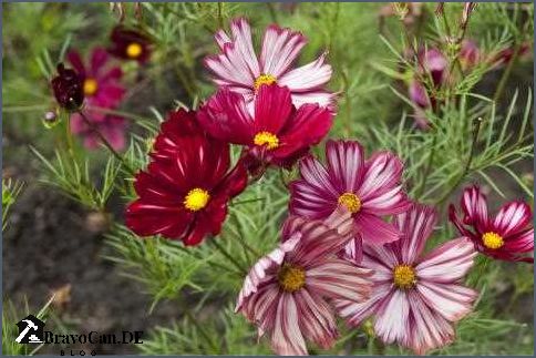 Cosmea im Kübel Tipps für die Pflege und Gestaltung