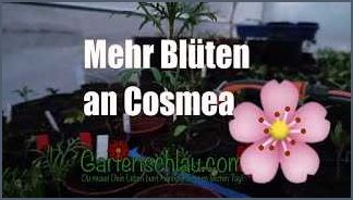 Cosmea im Kübel Tipps für die Pflege und Gestaltung